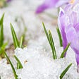 Flowers blossoming through a patch of icy snow
