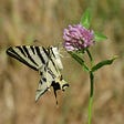 A black-and-white striped butterfly on a pink flower.