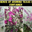 My personal experience of growing Texas sage in a container