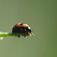 Photo of a Fourteen-spotted ladybug by Surya Sharma