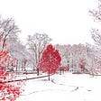 Surreal winter photo of winter scene in a park, white background, seamless white sky, stark white snow on the ground, delicate ephemeral white trees in background, solitary red tree in center foreground with delicate leaves, along the left edge of the photo red branches of a similar tree. Slight swirls of red in snow caused by the red tiles beneath the snow and other low lying brick structures throughout the park. Overall very delicate and dream-like image.
