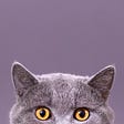 beautiful funny grey British cat peeking out from behind a white table with copy space