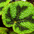 Leaf of the Iron Cross Begonia with the Iron Cross patter.