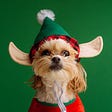 Small dog in elf costume