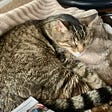 Brown tabby cat sleeping on fuzzy beige blanket.