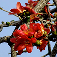 A cluster of red flowers in full bloom on Malabulak tree with branches a what looks like a clear blue sky in the background.