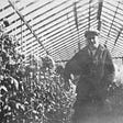 A black and white photo of 10-year old Theodore Roethke standing amid blooming flowers in one of his father’s greenhouses.