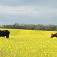 Two moose chewing on flowers in a brilliantly yellow canola field, stare at the photographer without a care.