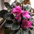 African Violet
