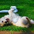 a puppy lay on its back on a green lawn with a roll of toilet paper