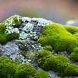 Image of moss used to illustrate post