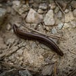 A worm on rocky soil