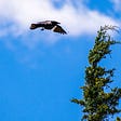 A Crow flies Toward a Pine Tree