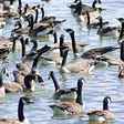 A fine selection of the finest Canadian Geese hanging out on the water. Source: pixabay, Benjcoll