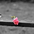 Pink rose on a child’s swing