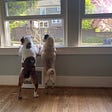 Two dogs, an English Bulldog and a fawn Pug, stand with their paws on a window sill so that they can see out the open window looking towards the street.