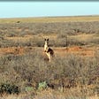 Kangaroo standing in Australian countryside