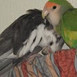 An older cockatiel in love with an adoring lovebird proves cockatiel can live a long time