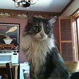Photo by author of long-haired Rainy-cat sitting on a table