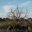 mostly dead tree in grassy field with houses in the background