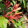 Hamelia patens, are also known as Scarlet bush/Texas firebush/Mexican firecracker at Kebun Kebun Bangsar