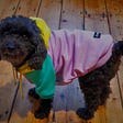 A black yorkipoo wearing a colorful sweatshirt stands on pine floor.