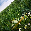 Flowering plant in the midst of wheat plantation