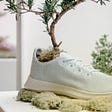 Allbirds eco-friendly sneakers
