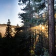 Sun shining through trees in Marin County, captured by Paulius Dragunas