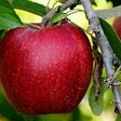 A close-up of a large red apple hanging on a tree branch.