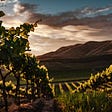 Vineyard on a hillside at dusk