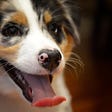 A closeup of an Australian shepherd puppy or Aussie with its mouth open and its long pink tongue hanging out. The young dog has brown, grey, white and black fur. The nose is black with pink spots.