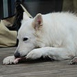 A white dog eating a raw meaty bone.