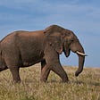 Elephant walking across grass land.