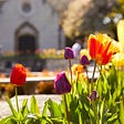 Tulips blooming outside of St. Joan of Arc Chapel on Marquette University’s campus.