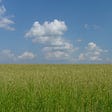 Blue sky. Yellow wheat fields