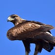 golden eagle perched against blue sky