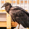 A Black Vulture perched on a dock