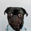 black pug with bulging eyes