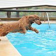 An English cocker spaniel–a dog with droopy ears and shaggy brown fur–about to dive into a swimming pool.
