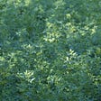 Color photo of large bushes of lush green Alfalfa plants.