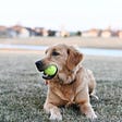 Fetch Photo by Julissa Helmuth from Pexels