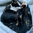 Photo of writer’s black and white cat, curled up on a fluffy blanket.