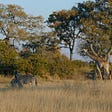 zebra and giraffe in the Okavango Delta, Botswana