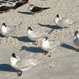 Flock of birds on the beach with one facing a different direction than the others.