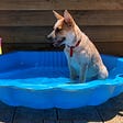 A red heeler sitting in a clamsehell pool with two homemade lifesaving flags