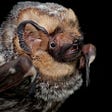 closeup of bat face