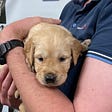 Golden Retriever puppy being held