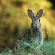 An alert rabbit in a grassy field