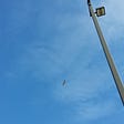 A bright blue sky, a cement light post, and a hawk circling overhead.